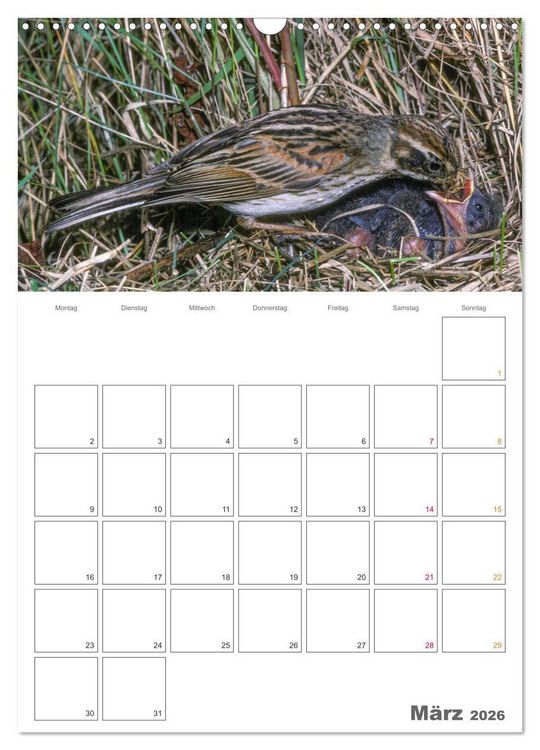 Produktbild: Sperlingsv&ouml;gel an der Schwelle zum Leben (Wandkalender 2026 DIN A3 hoch), CALVENDO Monatskalender