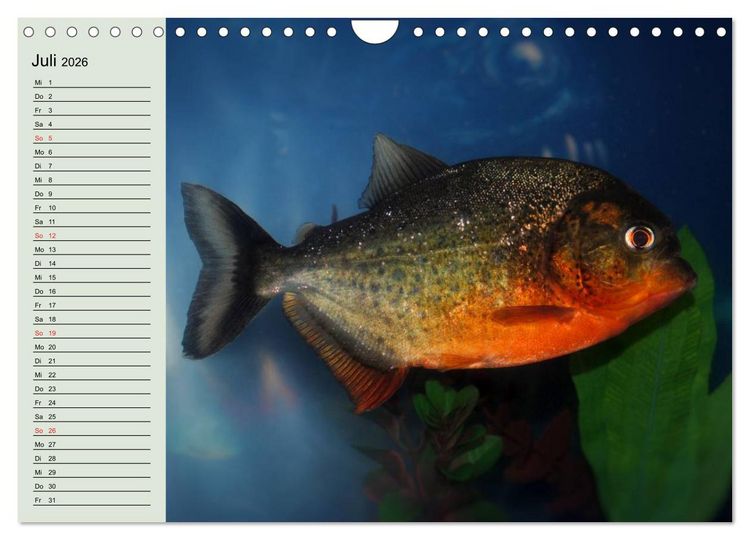 Produktbild: Knallbunte Wasserwelt. Die Welt der Fische (Wandkalender 2026 DIN A4 quer), CALVENDO Monatskalender