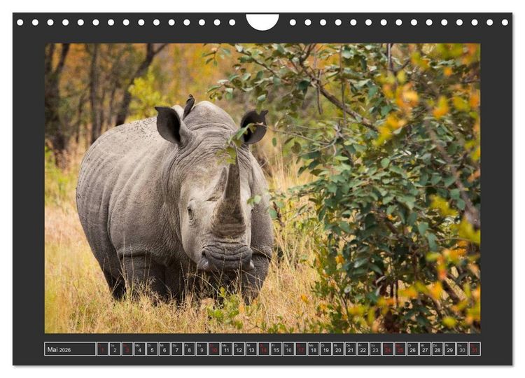 Produktbild: Das Wei&szlig;e Nashorn (Wandkalender 2026 DIN A4 quer), CALVENDO Monatskalender