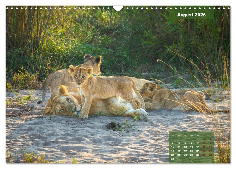Produktbild: Auf Safari im Kruger National Park (Wandkalender 2026 DIN A3 quer), CALVENDO Monatskalender