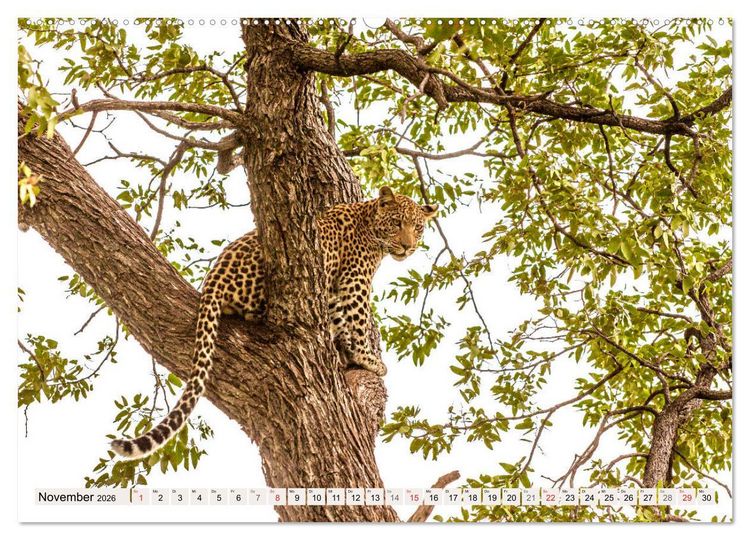 Produktbild: Afrikas wilde Katzen (hochwertiger Premium Wandkalender 2026 DIN A2 quer), Kunstdruck in Hochglanz