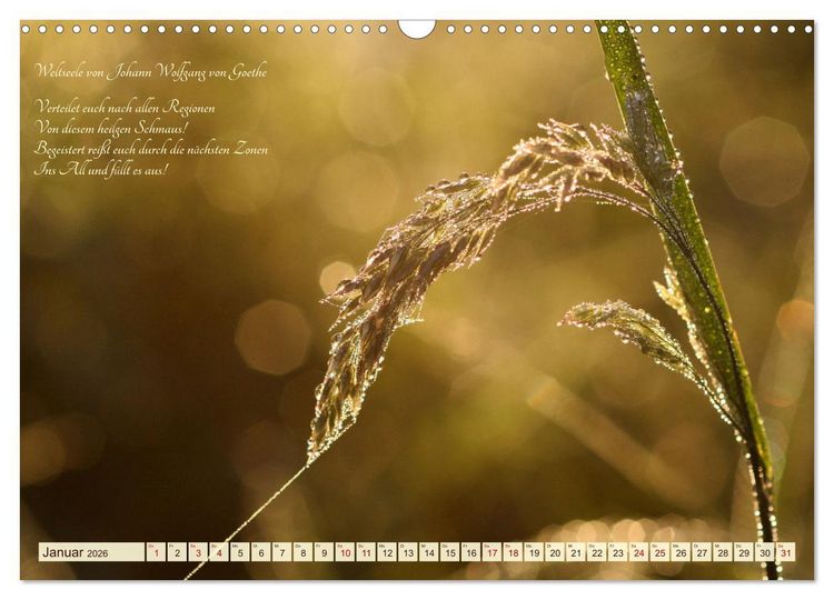Produktbild: Sommergr&auml;ser (Wandkalender 2026 DIN A3 quer), CALVENDO Monatskalender