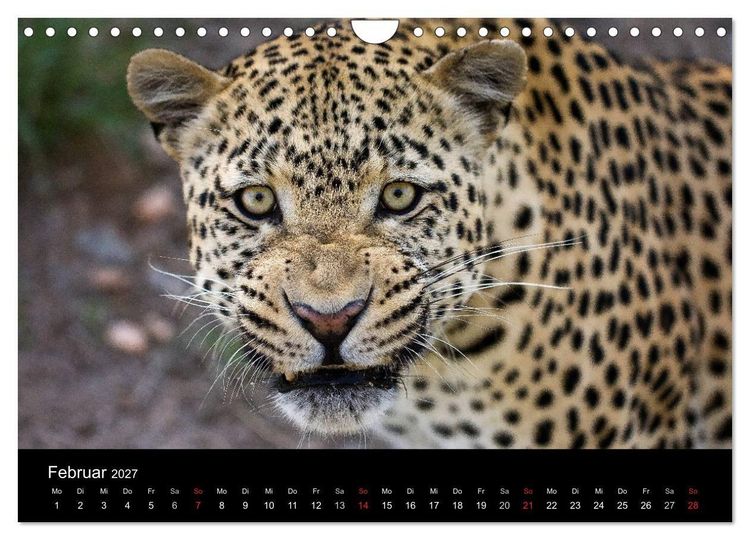 Produktbild: Afrikas Raubkatzen (Wandkalender 2027 DIN A4 quer), CALVENDO Monatskalender