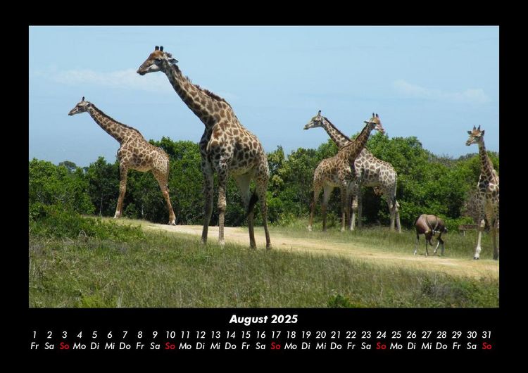 Produktbild: Giraffen 2025 Fotokalender DIN A3