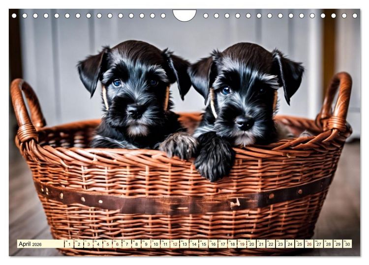 Produktbild: Schnauzer - vielseitige Allrounder (Wandkalender 2026 DIN A4 quer), CALVENDO Monatskalender