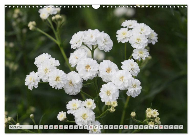Produktbild: Bl&uuml;tentanz in Wei&szlig; (Wandkalender 2026 DIN A3 quer), CALVENDO Monatskalender