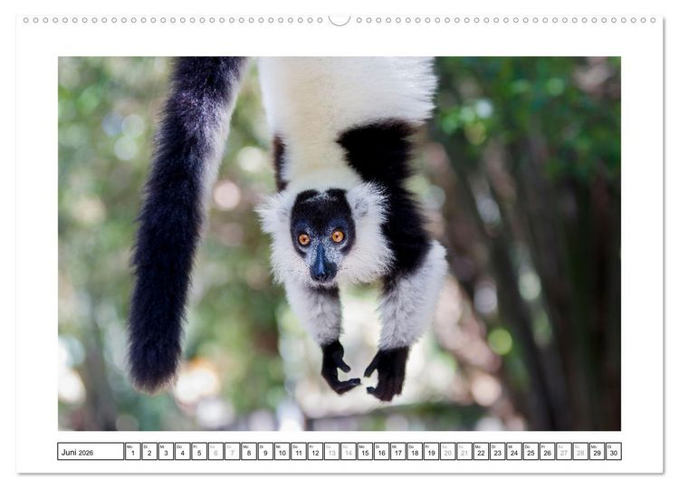 Produktbild: Tierisch tolles Madagaskar - Cham&auml;leons, Lemuren und mehr (hochwertiger Premium Wandkalender 2026 DIN A2 quer), Kunstdruck in Hochglanz