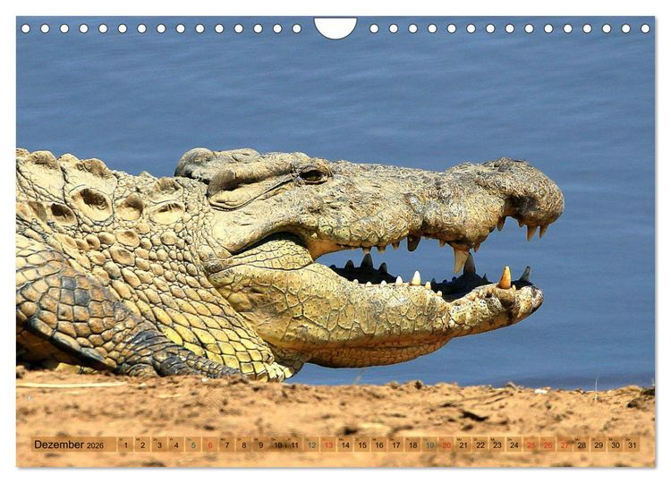 Produktbild: Krokodile in der Wildnis (Wandkalender 2026 DIN A4 quer), CALVENDO Monatskalender