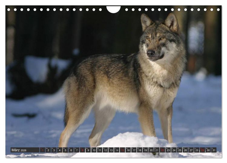 Produktbild: W&ouml;lfe. Graue Eminenzen (Wandkalender 2026 DIN A4 quer), CALVENDO Monatskalender