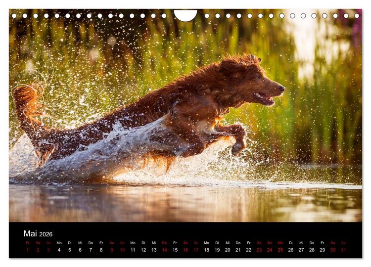 Produktbild: Toller - Nova Scotia Duck Tolling Retriever (Wandkalender 2026 DIN A4 quer), CALVENDO Monatskalender