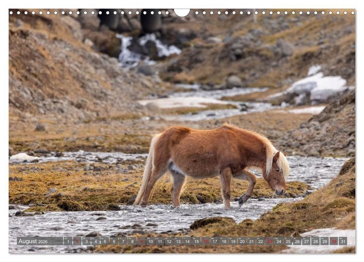 Produktbild: Islandpferde - Reise in ihre wilde Heimat (Wandkalender 2026 DIN A3 quer), CALVENDO Monatskalender