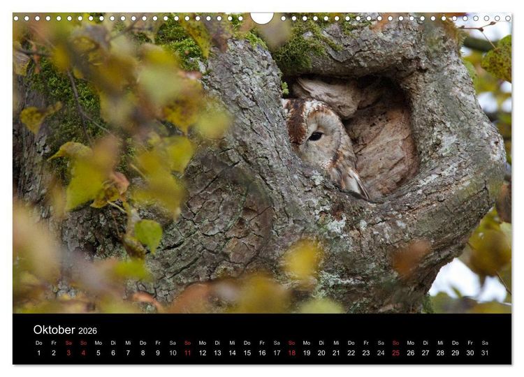 Produktbild: Waldk&auml;uze, fotografiert in M&uuml;nchen (Wandkalender 2026 DIN A3 quer), CALVENDO Monatskalender