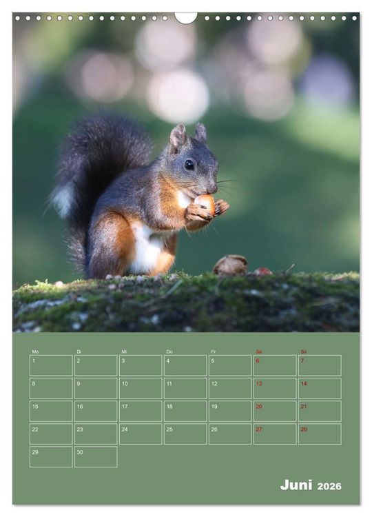 Produktbild: Eichh&ouml;rnchen - Planer (Wandkalender 2026 DIN A3 hoch), CALVENDO Monatskalender