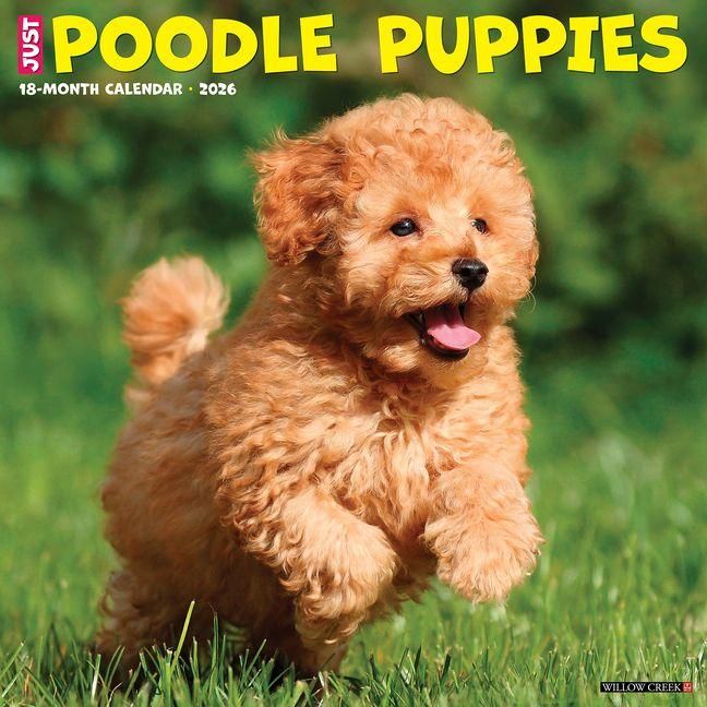 Produktbild: Poodle Puppies 2026 12 X 12 Wall Calendar