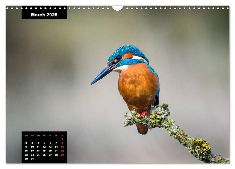 Produktbild: Beautiful birds THE KINGFISHER (Wall Calendar 2026 DIN A3 landscape), CALVENDO 12 Month Wall Calendar