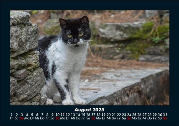 Produktbild: Tiere auf dem Bauernhof 2025 Fotokalender DIN A5