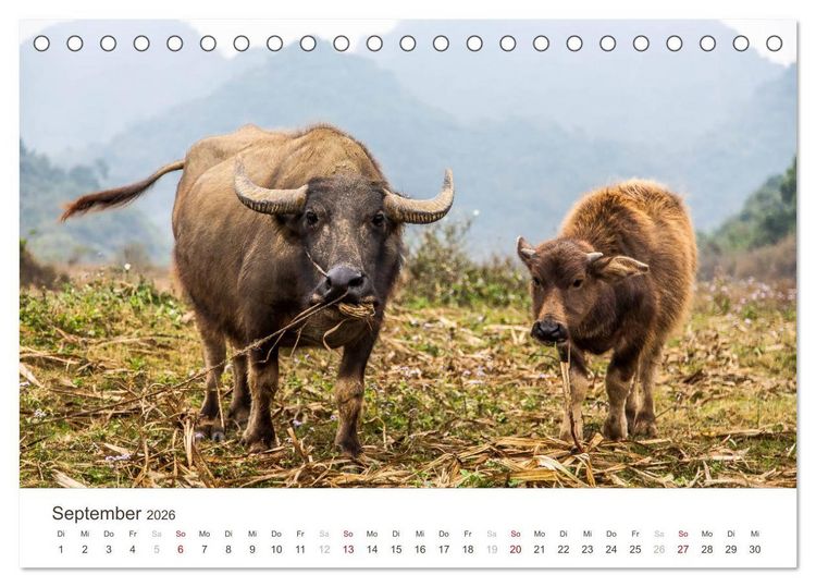 Produktbild: S&Uuml;DOSTASIEN (Tischkalender 2026 DIN A5 quer), CALVENDO Monatskalender