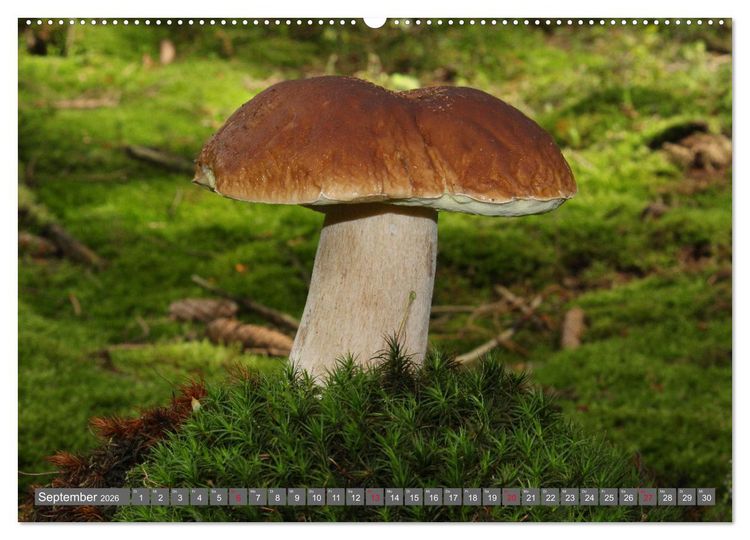 Produktbild: PILZE IM WALD (hochwertiger Premium Wandkalender 2026 DIN A2 quer), Kunstdruck in Hochglanz