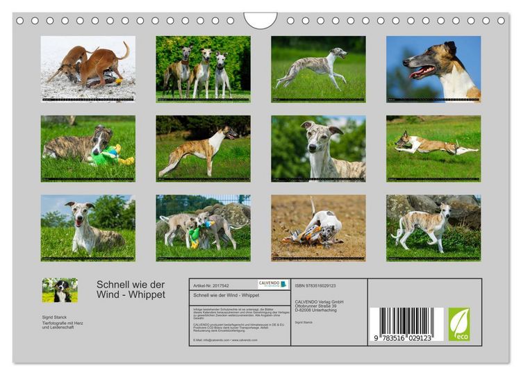 Produktbild: Schnell wie der Wind - Whippet (Wandkalender 2026 DIN A4 quer), CALVENDO Monatskalender