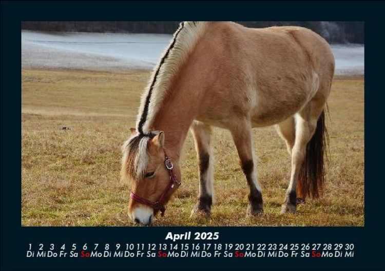 Produktbild: Pferdegefl&uuml;ster 2025 Fotokalender DIN A5