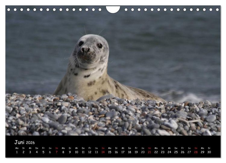 Produktbild: Kegelrobben und Seehunde (Wandkalender 2026 DIN A4 quer), CALVENDO Monatskalender