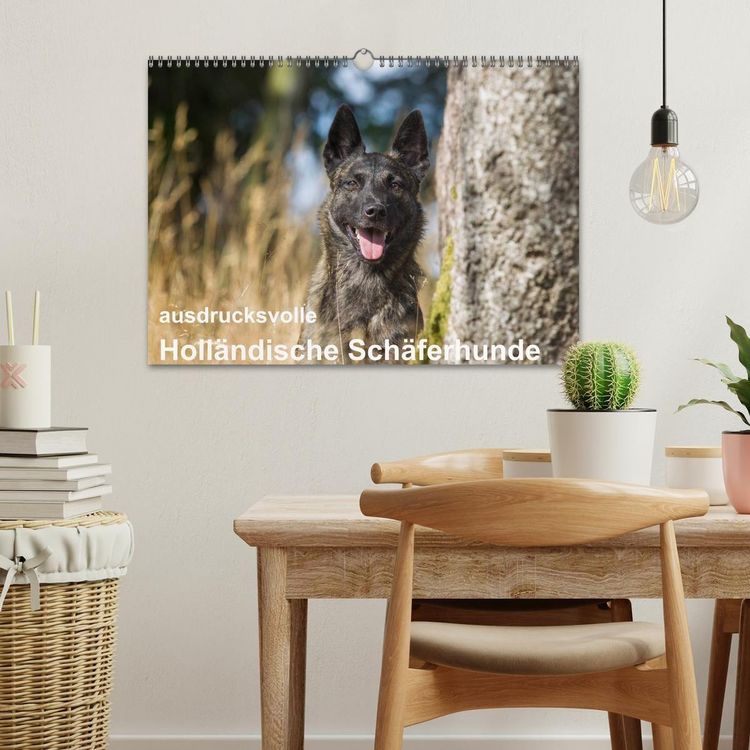 Produktbild: ausdrucksvolle Holl&auml;ndische Sch&auml;ferhunde (Wandkalender 2027 DIN A3 quer), CALVENDO Monatskalender