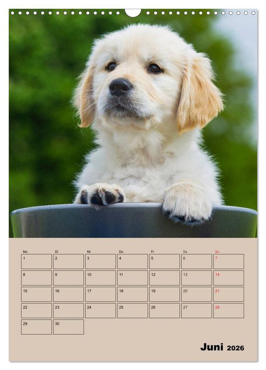Produktbild: Jahresplaner Golden Retriever Welpen (Wandkalender 2026 DIN A3 hoch), CALVENDO Monatskalender