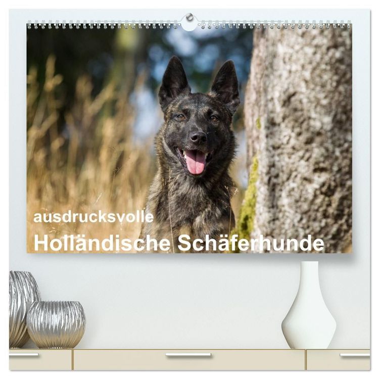 Produktbild: ausdrucksvolle Holl&auml;ndische Sch&auml;ferhunde (hochwertiger Premium Wandkalender 2027 DIN A2 quer), Kunstdruck in Hochglanz