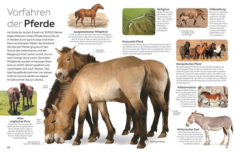 Produktbild: memo Wissen. Pferde