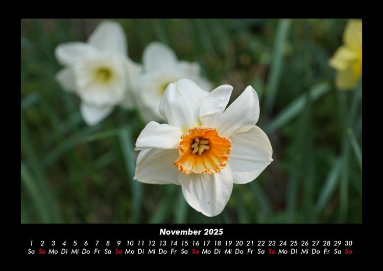 Produktbild: Blumentr&auml;ume 2025 Fotokalender DIN A3