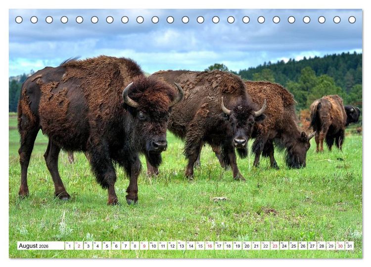 Produktbild: TATONKA Der nordamerikanische Bison (Tischkalender 2026 DIN A5 quer), CALVENDO Monatskalender