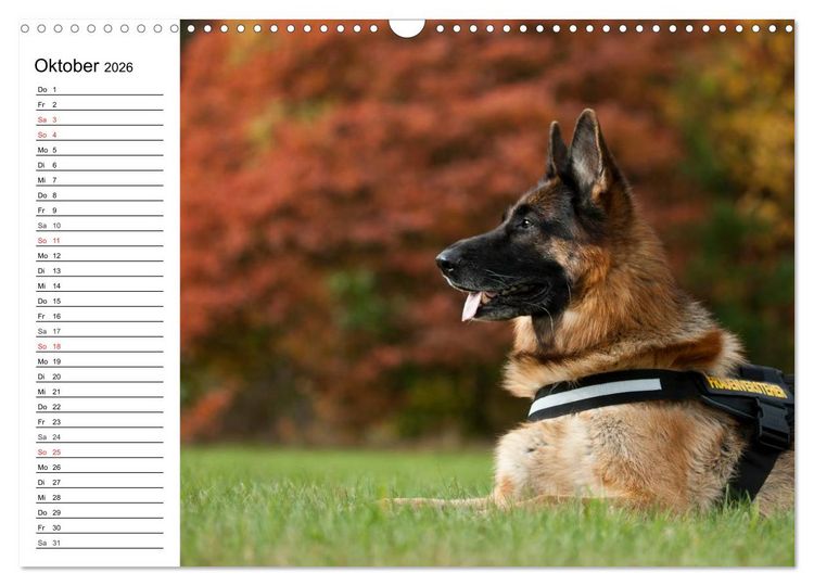 Produktbild: Deutsche Sch&auml;ferhunde - Liebenswerte Graunasen (Wandkalender 2026 DIN A3 quer), CALVENDO Monatskalender