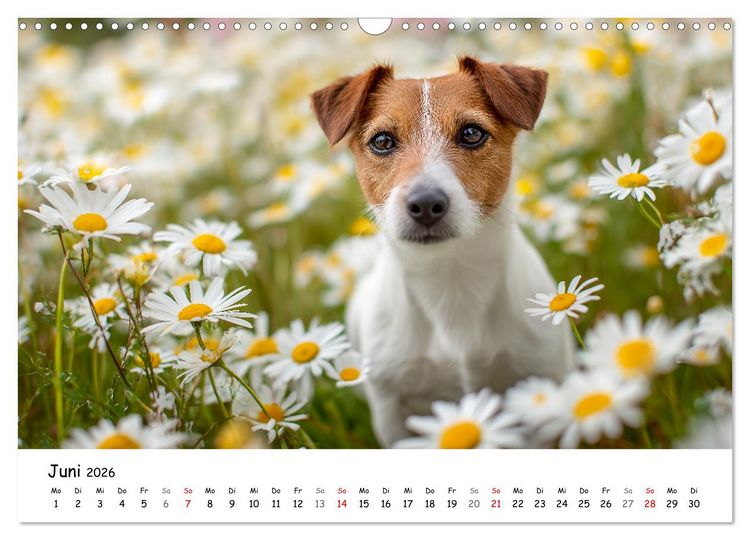 Produktbild: JACK RUSSEL - Kleine Hunde mit gro&szlig;em Charakter (Wandkalender 2026 DIN A3 quer), CALVENDO Monatskalender