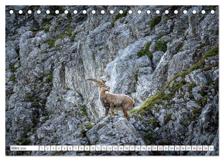 Produktbild: Steinb&ouml;cke - Majest&auml;tische Tiere der Alpen (Tischkalender 2026 DIN A5 quer), CALVENDO Monatskalender