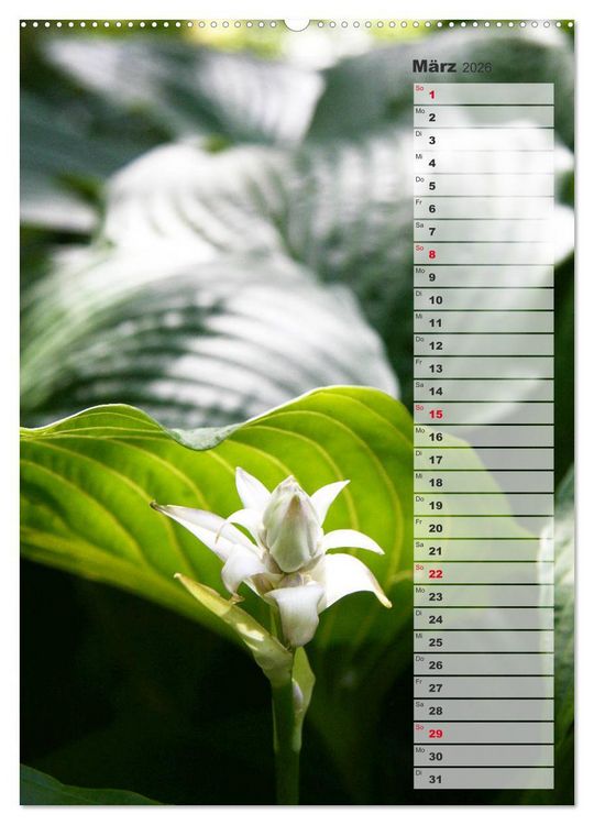 Produktbild: Hostas Herzblattlilien Funkien (Wandkalender 2026 DIN A2 hoch), CALVENDO Monatskalender