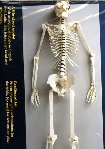 Produktbild: Build Your Own Human Skeleton &ndash; Life Size!
