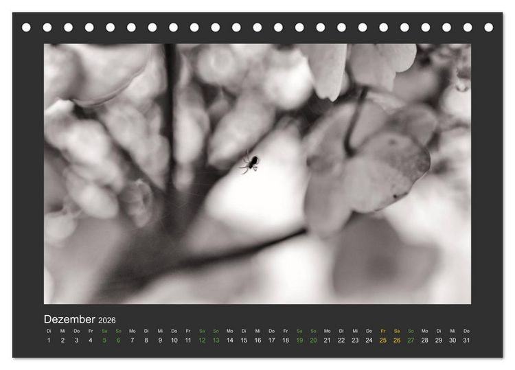 Produktbild: Pflanzen in Schwarz und Wei&szlig; (Tischkalender 2026 DIN A5 quer), CALVENDO Monatskalender