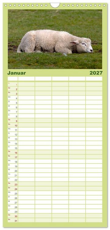 Produktbild: Familienplaner 2027 - Deichschafe - H&uuml;ter der Deiche in Nordfriesland mit 5 Spalten (Wandkalender, 21 x 45 cm) CALVENDO