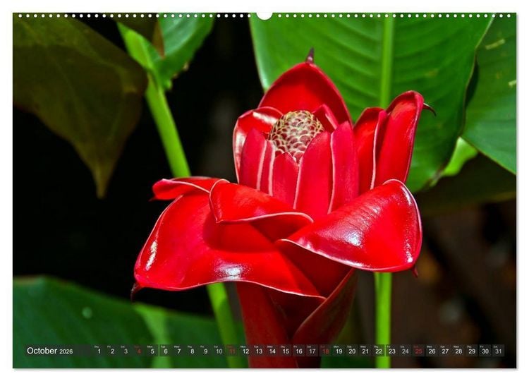 Produktbild: Amazing Costa Rica (High Quality Premium Wall Calendar 2026 DIN A2 landscape),CALVENDO 12 Month Wall Calendar