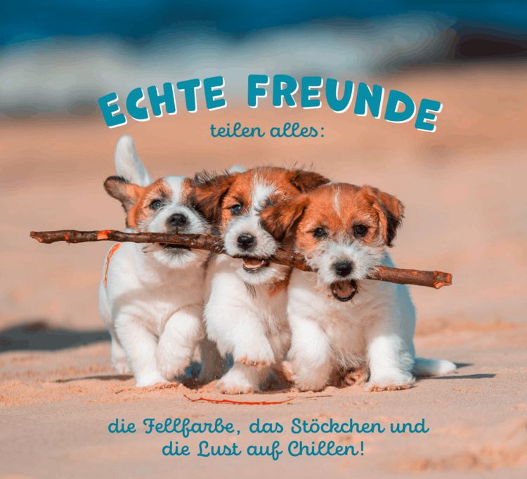 Produktbild: Tierisch happy jeden Tag