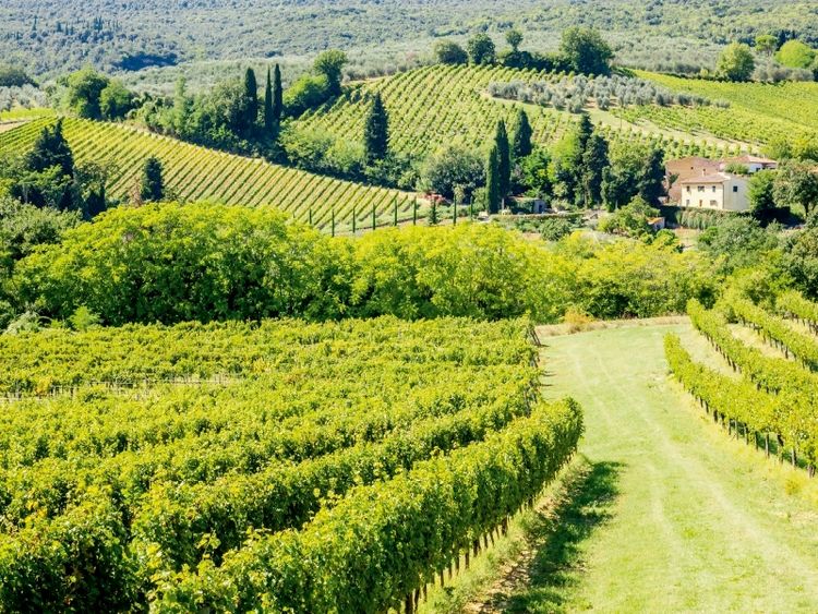 Produktbild: CALVENDO Puzzle Weinberg bei San Gimignano | 1000 Teile Lege-Gr&ouml;&szlig;e 64x48cm Foto-Puzzle f&uuml;r gl&uuml;ckliche Stunden