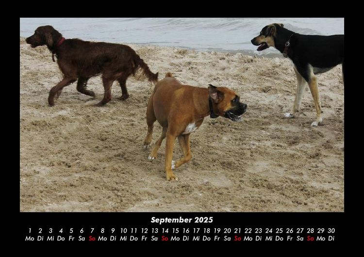 Produktbild: Hundezauber 2025 Fotokalender DIN A3