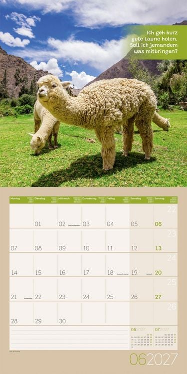 Produktbild: No Drama, Lama Kalender 2027 - 30x30 - Art12