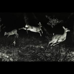 Produktbild: The trees were buzzing,and the grass.