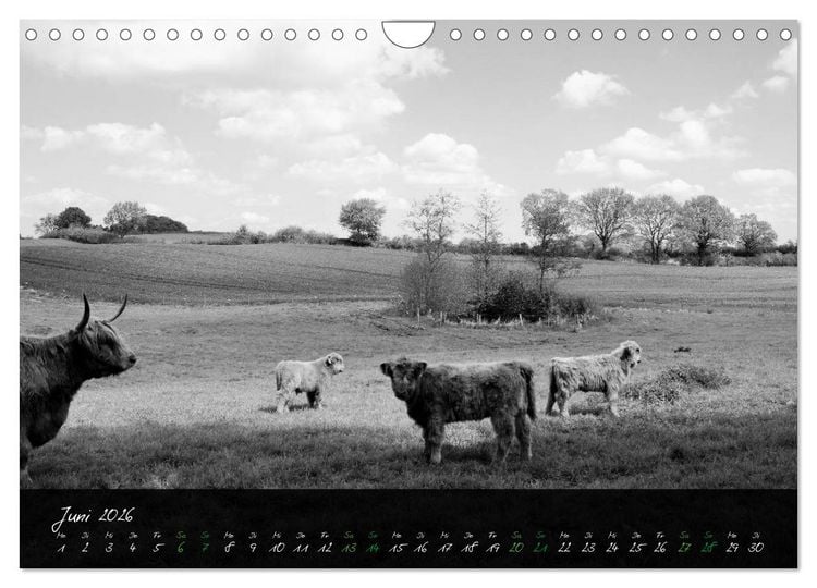 Produktbild: Highland Cattle vom Nordlicht - Faszination Hochland Rind (Wandkalender 2026 DIN A4 quer), CALVENDO Monatskalender