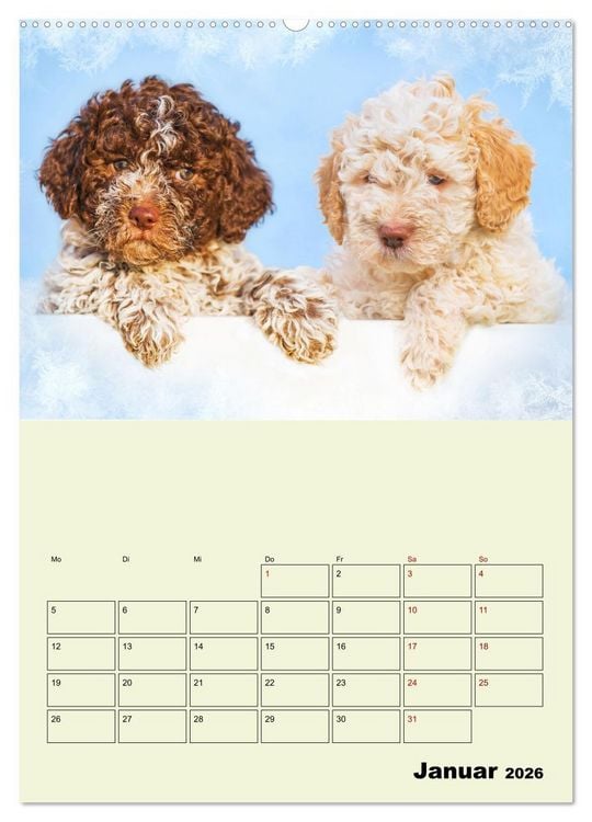 Produktbild: Lagotto Romagnolo - Der Tr&uuml;ffelhund Italiens - Planer (Wandkalender 2026 DIN A2 hoch), CALVENDO Monatskalender