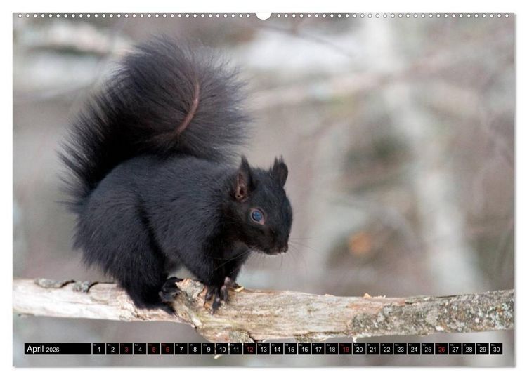 Produktbild: EICHH&Ouml;RNCHEN (hochwertiger Premium Wandkalender 2026 DIN A2 quer), Kunstdruck in Hochglanz
