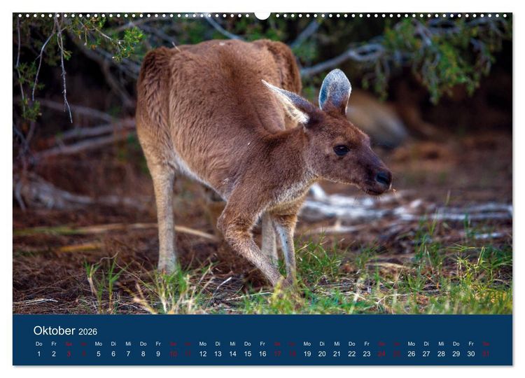 Produktbild: Freilebende K&auml;ngurus (hochwertiger Premium Wandkalender 2026 DIN A2 quer), Kunstdruck in Hochglanz