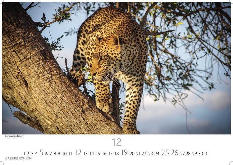 Produktbild: Big Cats Kalender 2027 &ndash; Wandkalender | Fotokalender Tierkalender 35x50cm &ndash; Wundersch&ouml;ner Gro&szlig;katzen-. mit beeindruckenden Fotos von Tiger| L&ouml;wen | Jaguar | Gepard | Luchs | Puma.