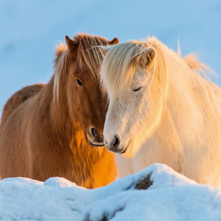 Produktbild: Magic Horses 2027